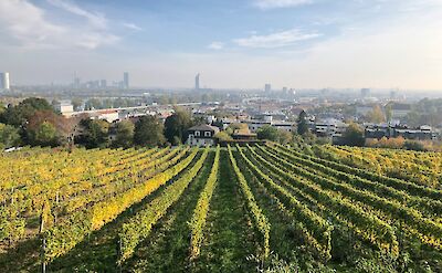 Vineyards stretching towards Vienna, Austria. Unsplash@Arno Senoner