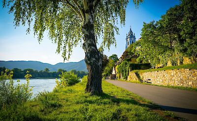 Willow tree by the Danube River in Durnstein, Austria. Unsplash@Scorn Pion
