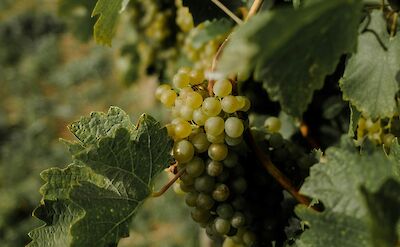 Wine grapes growing in Austria. Unsplash@Patrick Langwallner