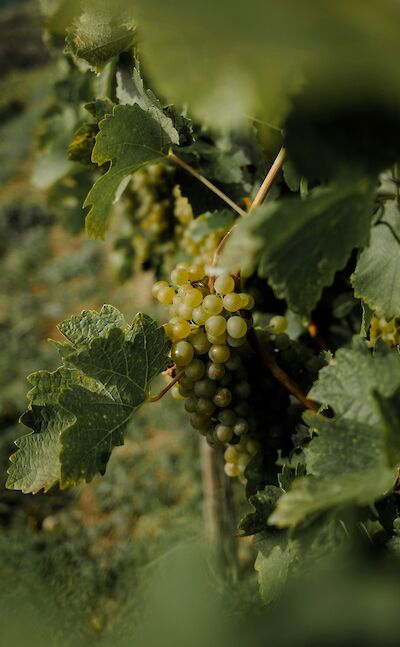 Wine grapes growing in Austria. Unsplash@Patrick Langwallner