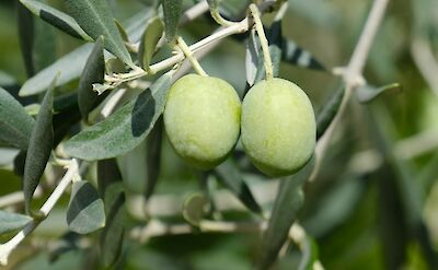 Olive groves in the Ch&acirc;teauneuf-du-Pape wine region. unsplash:BoudewijnHuysmans