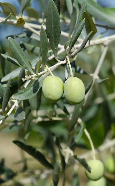 Olive groves in the Châteauneuf-du-Pape wine region. unsplash:BoudewijnHuysmans