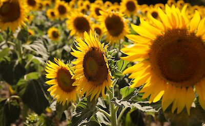 Sunflowers in the Rh&ocirc;ne Valley. Pexels:EmilJorgensen
