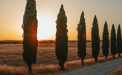 Cypress-lined roads. unsplash:community