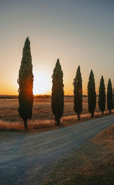 Cypress-lined roads. unsplash:community
