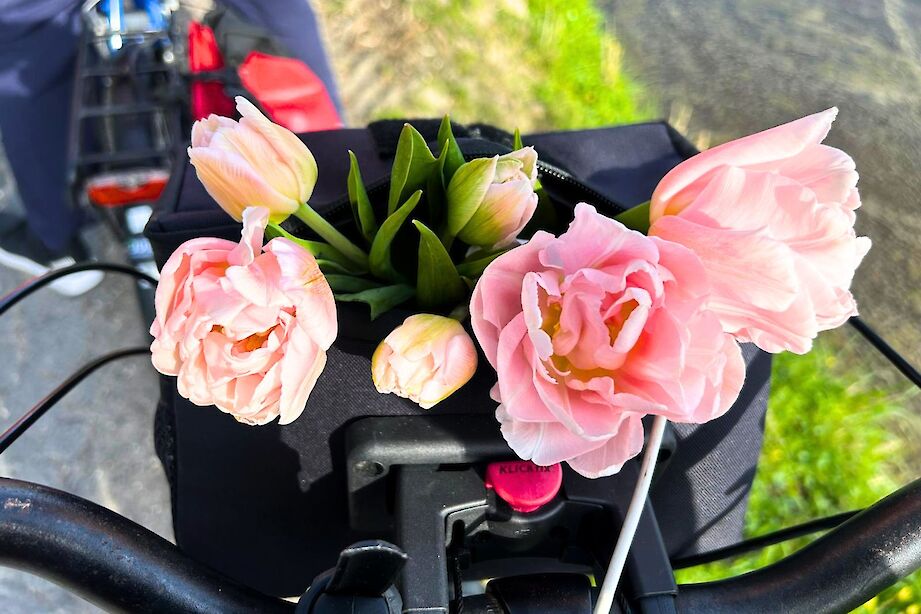 Bruges to Amsterdam. Photo by France B
