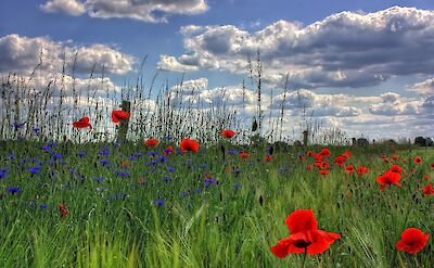 Wildflower fields in Brandenburg. pixabay:PeterDargatz