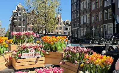 Amsterdam's colorful flower markets and picturesque canals. Pexels:JennaBoon