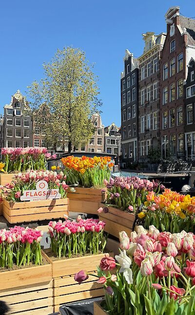 Amsterdam's colorful flower markets and picturesque canals. Pexels:JennaBoon