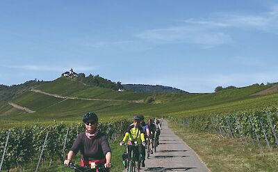 Pedal through rolling vineyards. to:TN