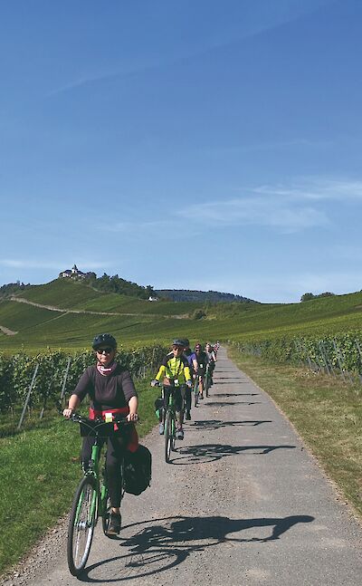 Pedal through rolling vineyards. to:TN