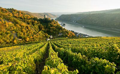 Autumn colors along the Rhine near Kaub in the Middle Rhine Valley. to:TN