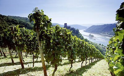 Vineyards overlooking the Rhine in the UNESCO-listed Middle Rhine Valley. to:TN