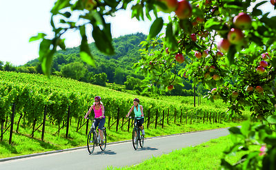 Cycle through vineyards and orchards. to:TN