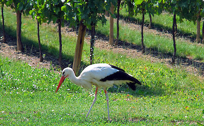 White stork walking through vineyards in the Alsace wine region of France. to:TN