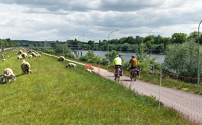 Cyclists following the Elbe River near Geesthacht. unsplash:wolgangweiser