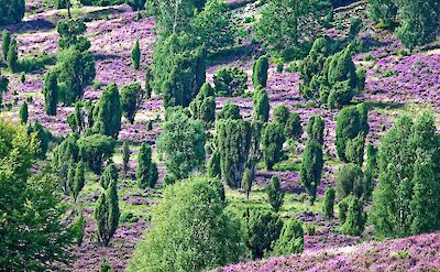 Blooming heather in the L&uuml;neburg Heath. Pixabay:Makalu