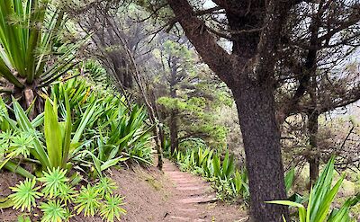 Hiking through a misty valley on Santo Antao, Cape Verde. CC:Rosalind Perrett