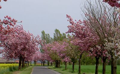 Blooming pink cherry trees in France. toTN