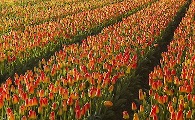 Colorful tulip fields in Holland&rsquo;s bulb-growing region. pexels:Pixabay
