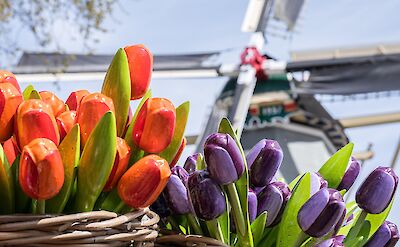 Tulips and a traditional Dutch windmill at Keukenhof. pixabay:wephotouk