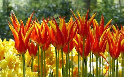 Striking orange tulips in bloom at Keukenhof. pixabay:jovanel