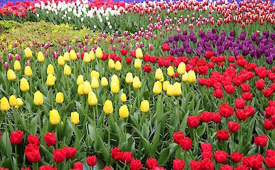 Colorful tulips in bloom at Keukenhof Gardens. pixabay:Baruya