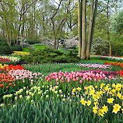 Holland’s Spring Highlights - Spring flowers in bloom at Keukenhof. pixabay:mabelamber