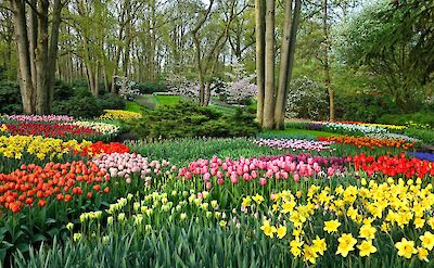 Spring flowers in bloom at Keukenhof. pixabay:mabelamber