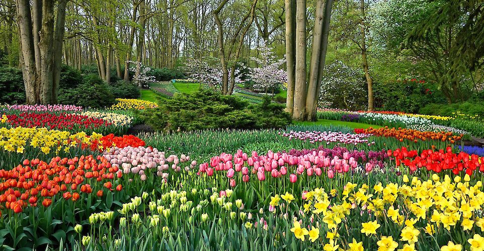 Spring flowers in bloom at Keukenhof. pixabay:mabelamber