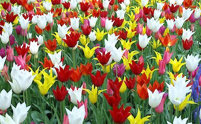 A colorful spring display of tulips at Keukenhof Gardens. pixabay:plukje
