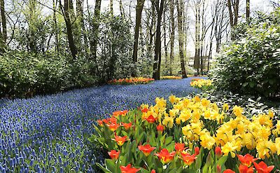 Spring flowers beneath the trees at Keukenhof Gardens. pixabay:Simgi