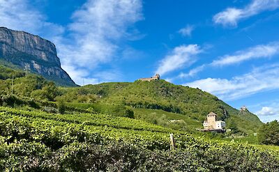 Vineyards and castles along the route from Nals to Caldaro. cc:Tripsite