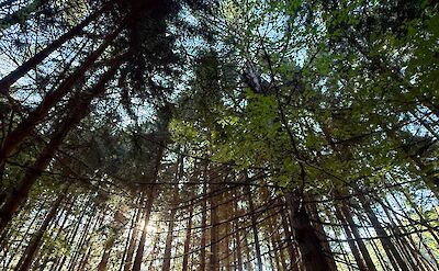 Hiking through the forests of Val Lomasona. cc:Tripsite