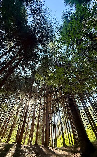 Hiking through the forests of Val Lomasona. cc:Tripsite