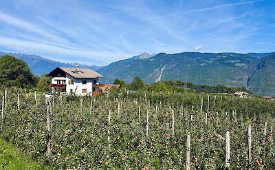 Apple orchards and valley views outside Merano. cc:Tripsite