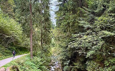 Forest trail toward Molveno. cc:Tripsite