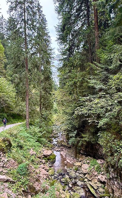 Forest trail toward Molveno. cc:Tripsite