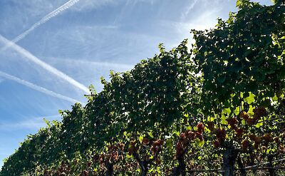 Apples along the route. cc:Tripsite