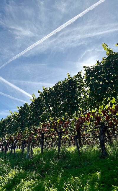 Apples along the route. cc:Tripsite