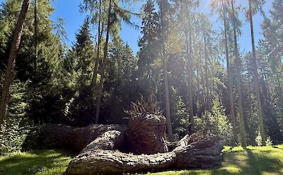 This sculpture is located at the Parco Arte della pineta di Cavareno (Cavareno Pine Forest Art Park) in Val di Non, Trentino, Italy.