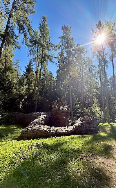 This sculpture is located at the Parco Arte della pineta di Cavareno (Cavareno Pine Forest Art Park) in Val di Non, Trentino, Italy.