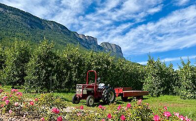 Orchards and vineyards beneath the mountains. cc:Tripsite