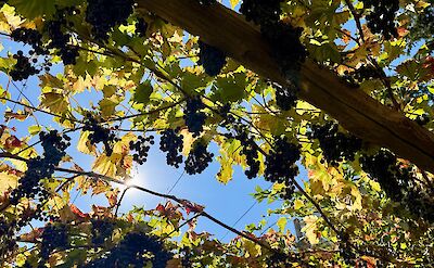 Grapes growing along the trail. cc:Tripsite
