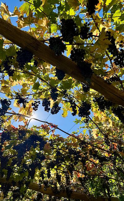 Grapes growing along the trail. cc:Tripsite