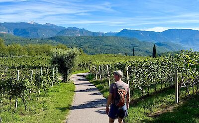 Walking through South Tyrol wine country. cc:Tripsite