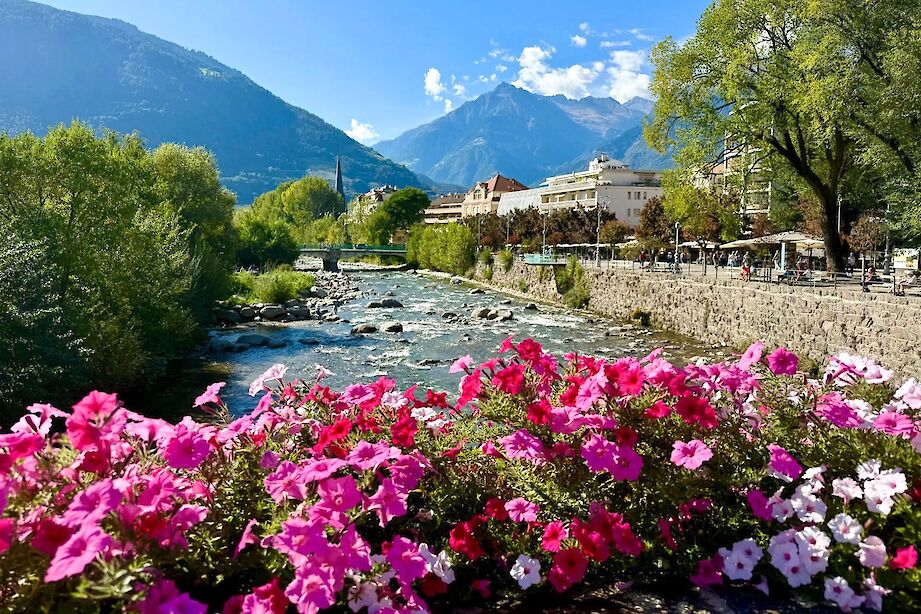 Flowers growing by the river in Merano, Italy. CC:Heather Williams