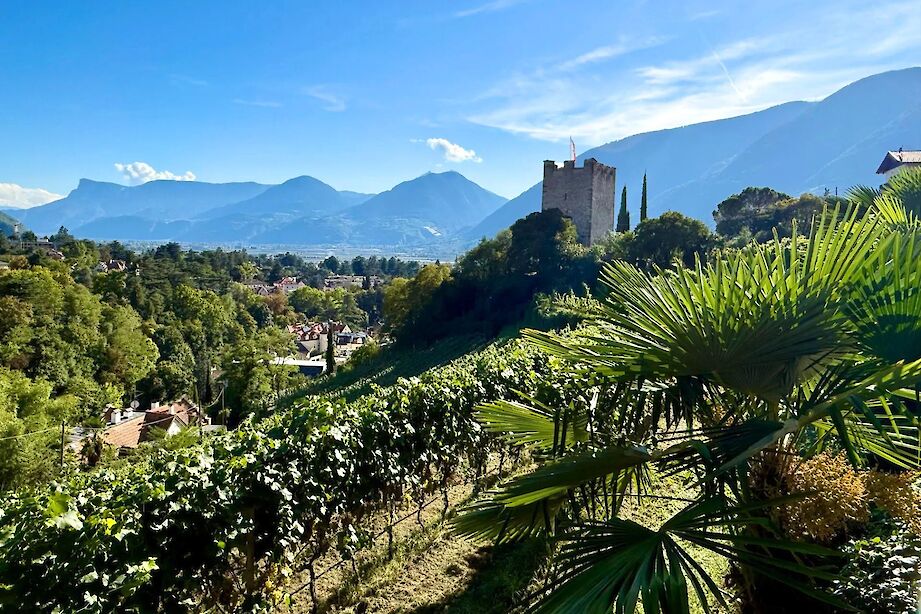 Vineyards on the hills of Merano, Italy. CC:Heather Williams