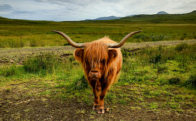 The King of the land - the Highland himself! Flickr:Jean Balczesak