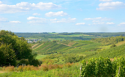 Vineyards overflowing in Remich, Luxembourg. Flickr:Tristan Schmurr